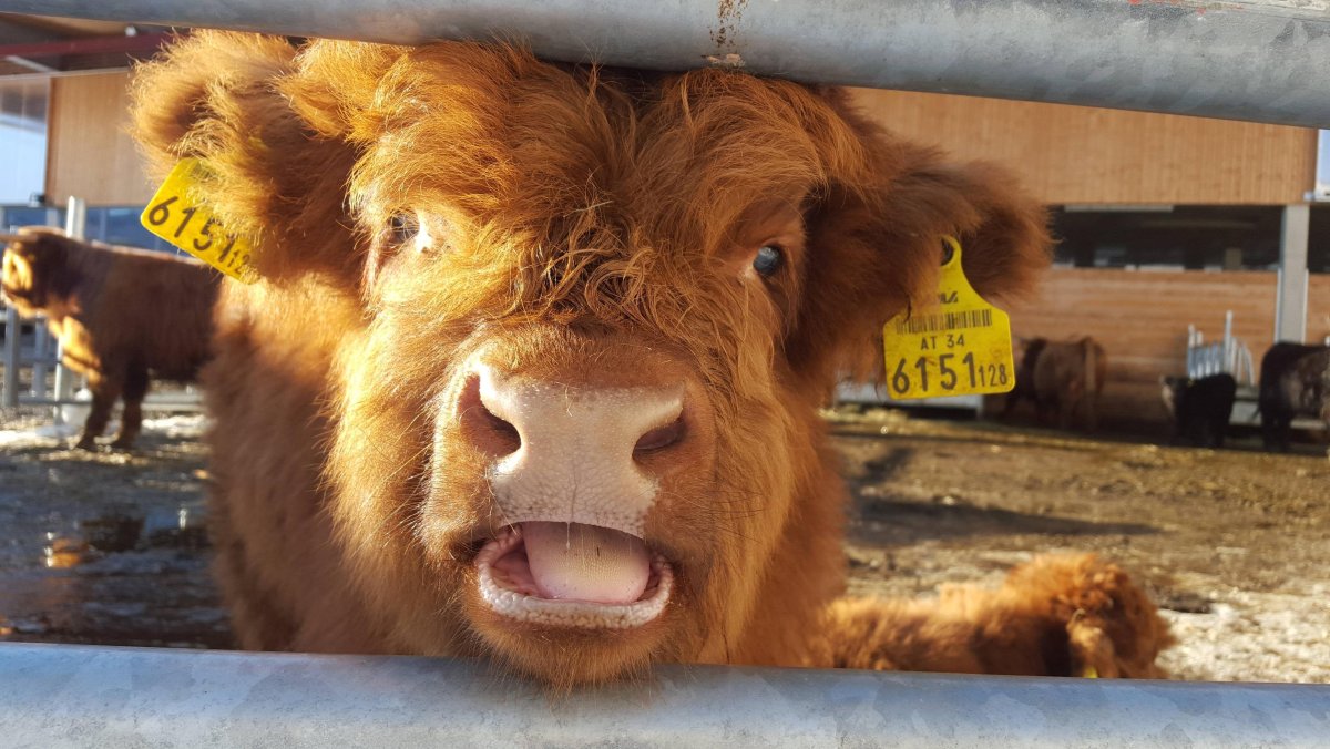 Рыжая скотина