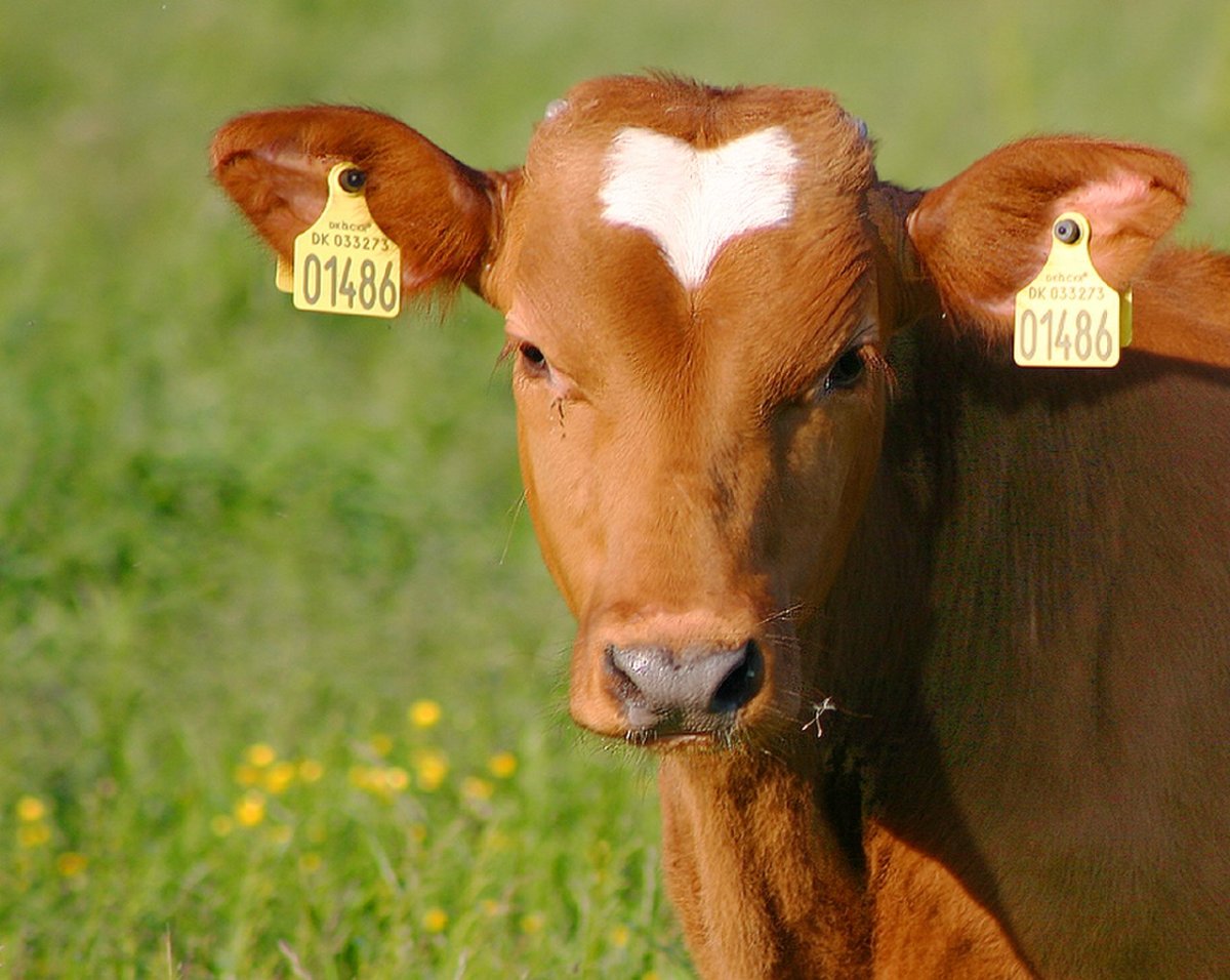 Бирка на ухе коровы