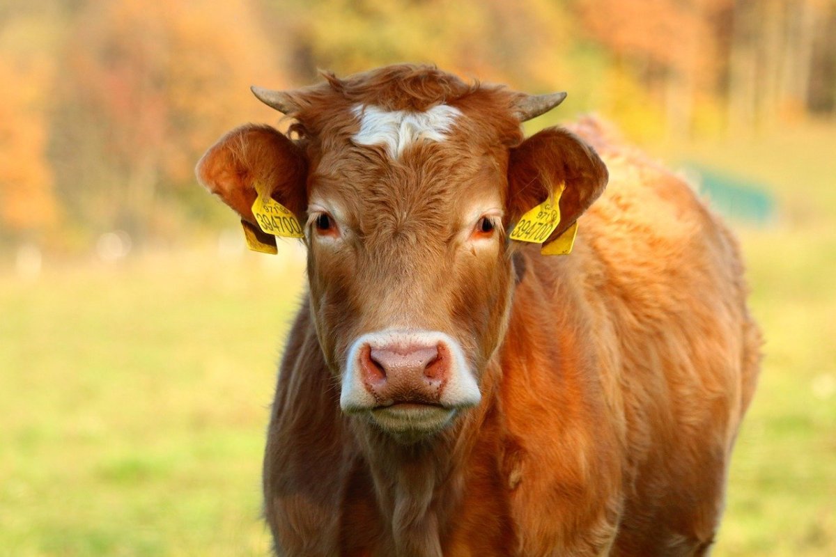 Желтая корова