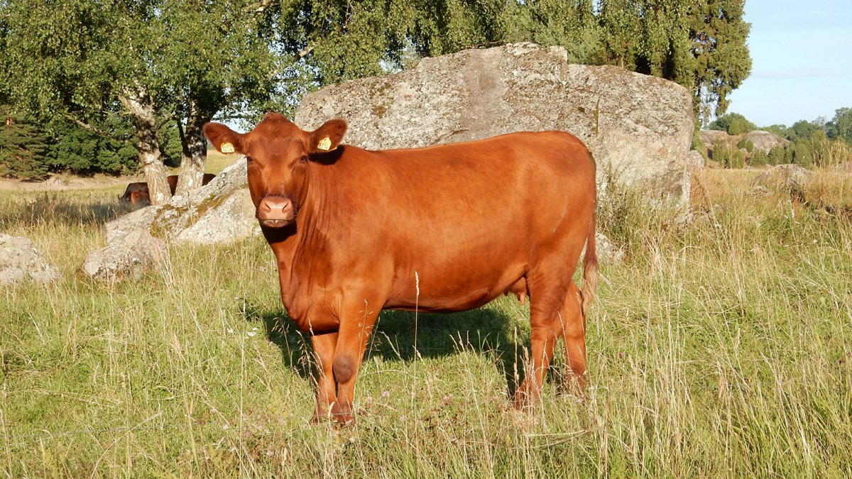 Рыжая корова