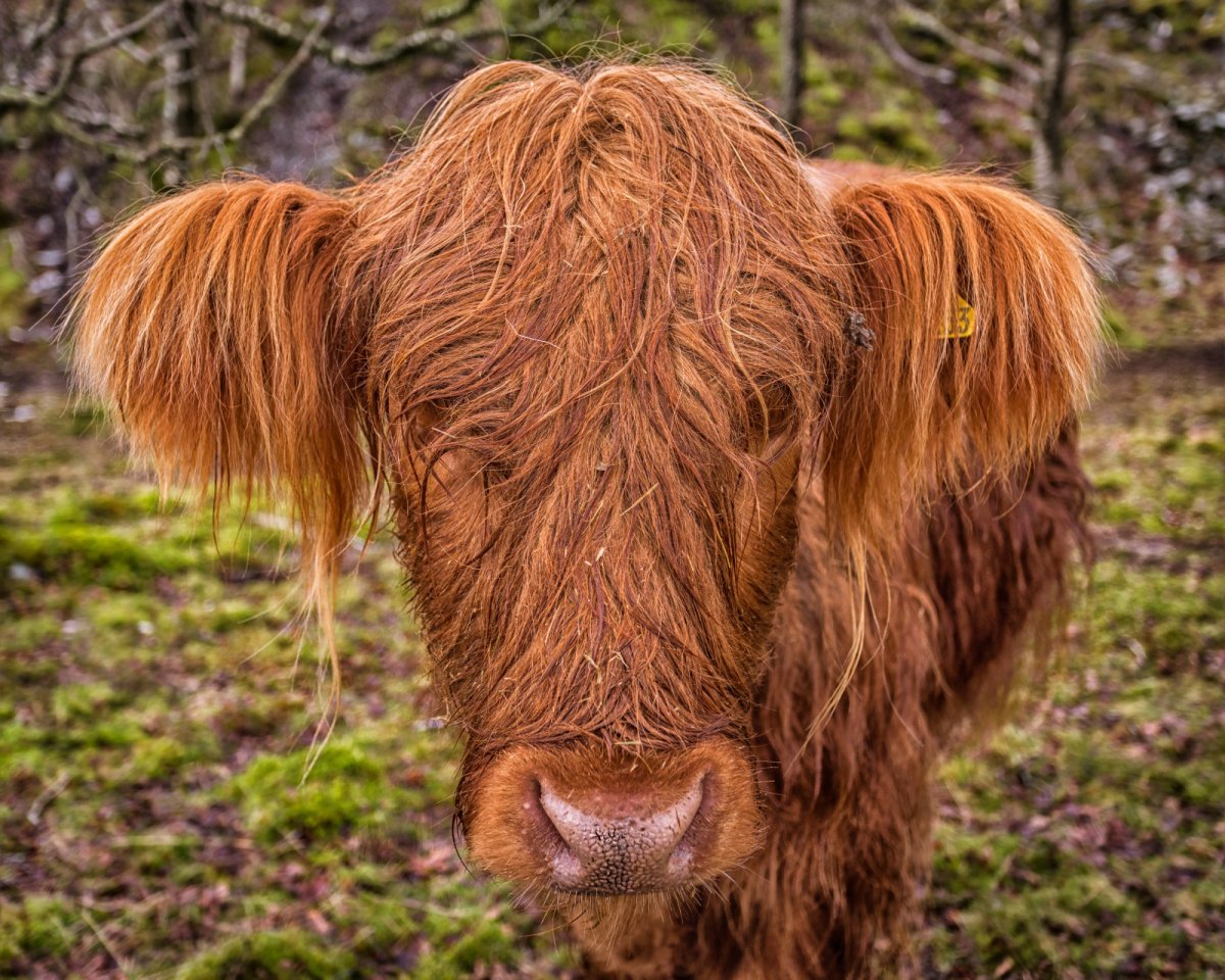 Коровий волос