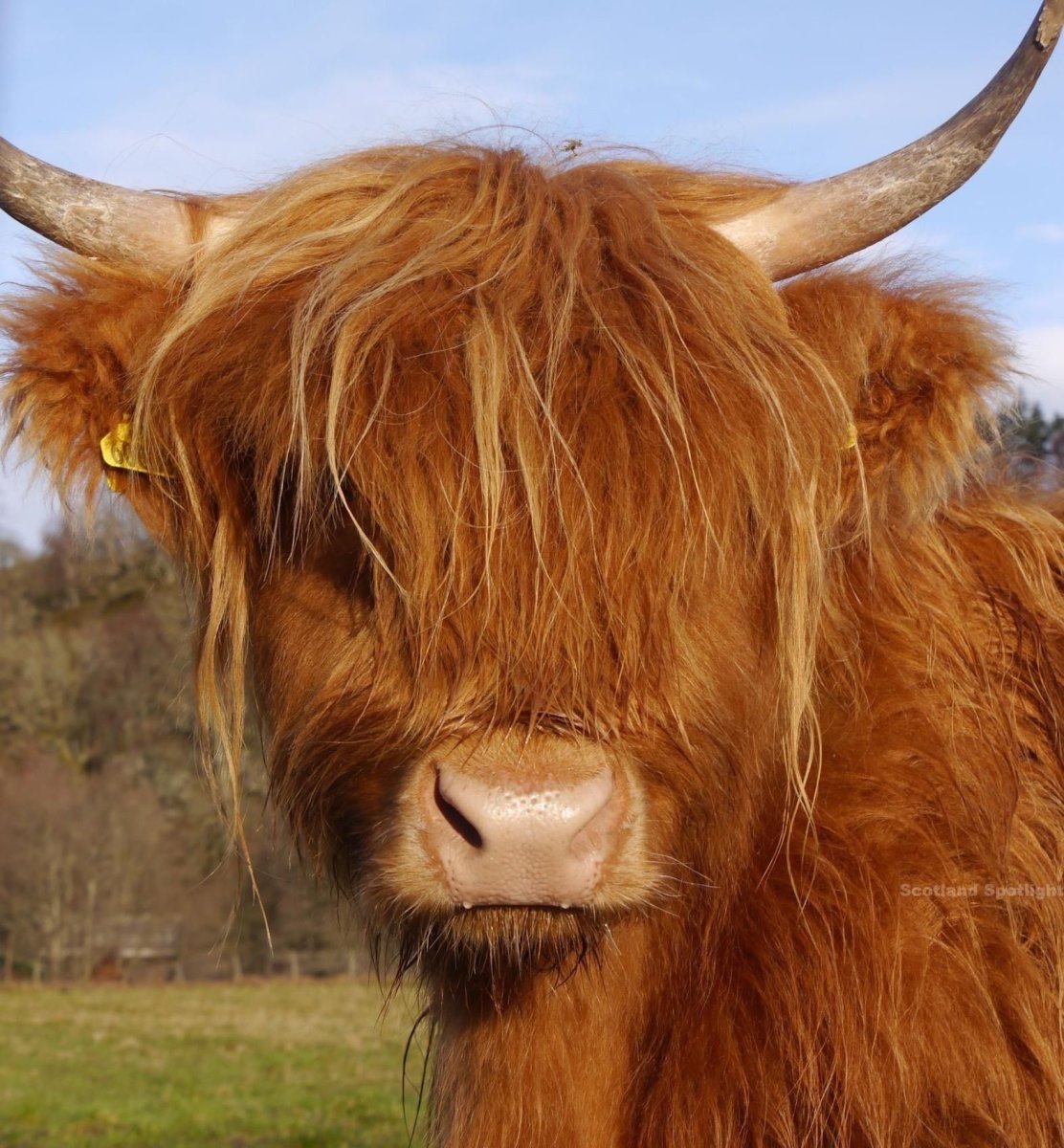 Шотландская корова с челкой