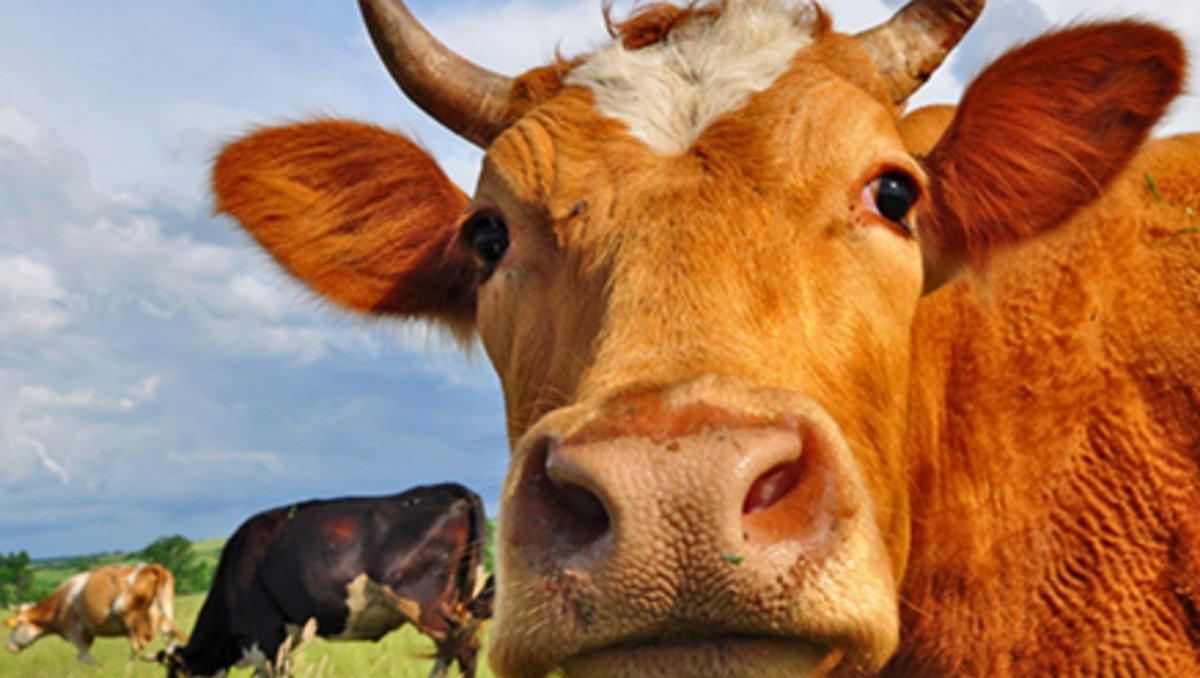 Рыжая корова