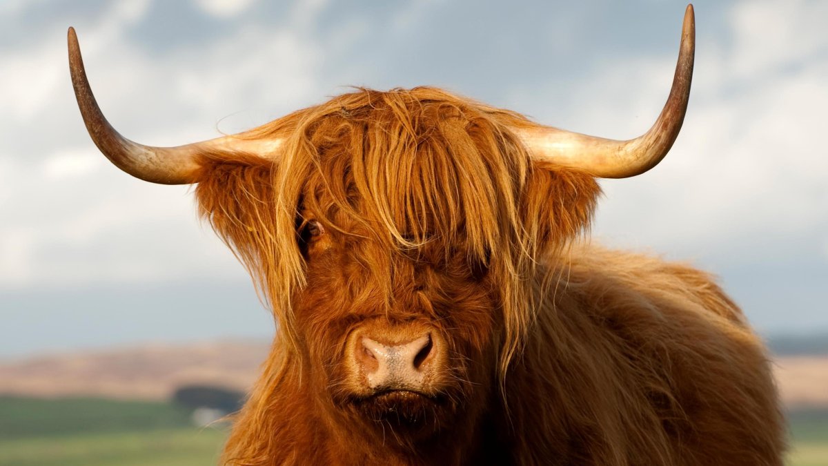 Оранжевый бык животное