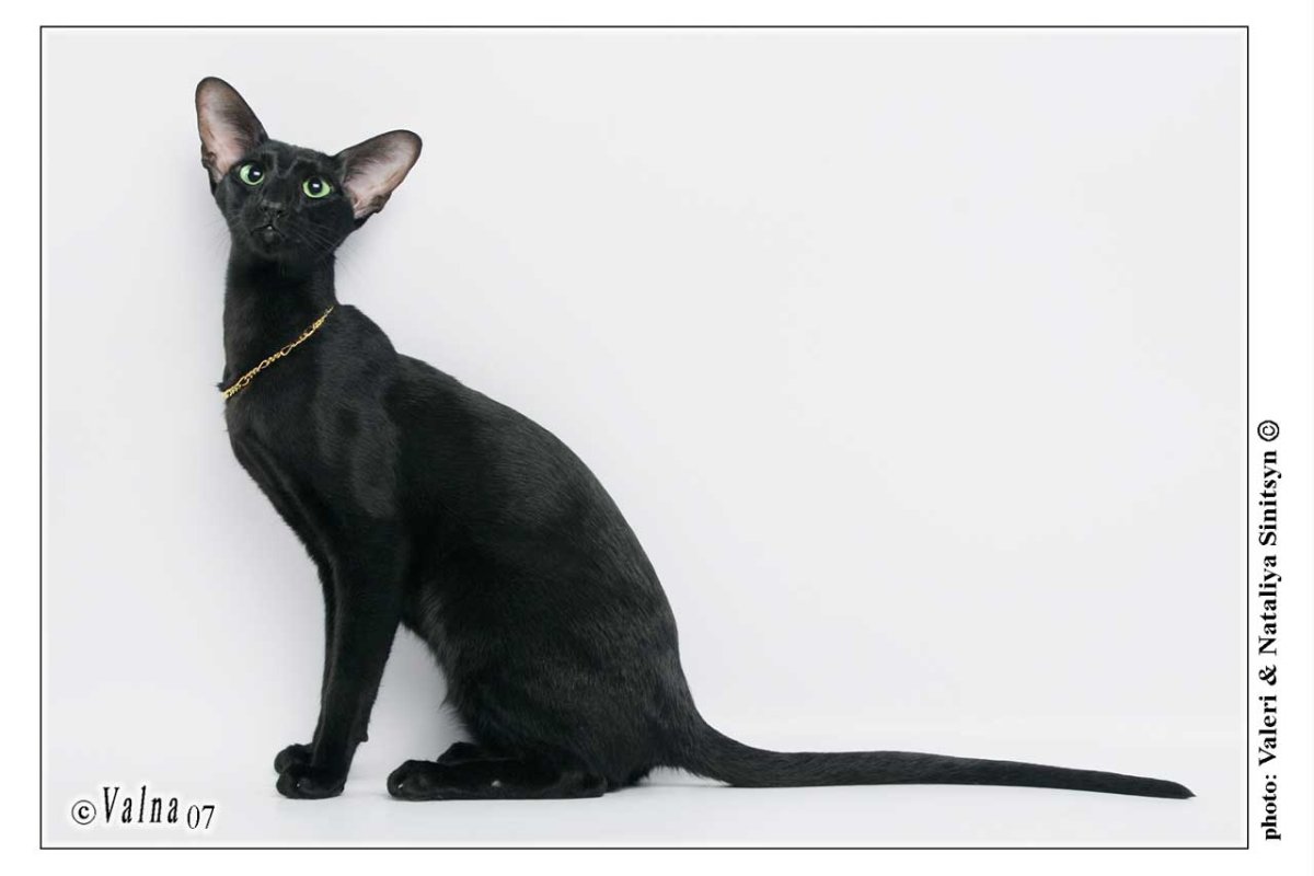 Грациозные ориентальные кошки