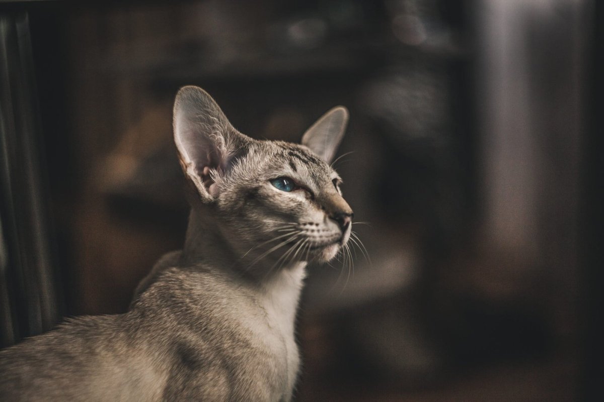 Ориентальная кошка экстерьер