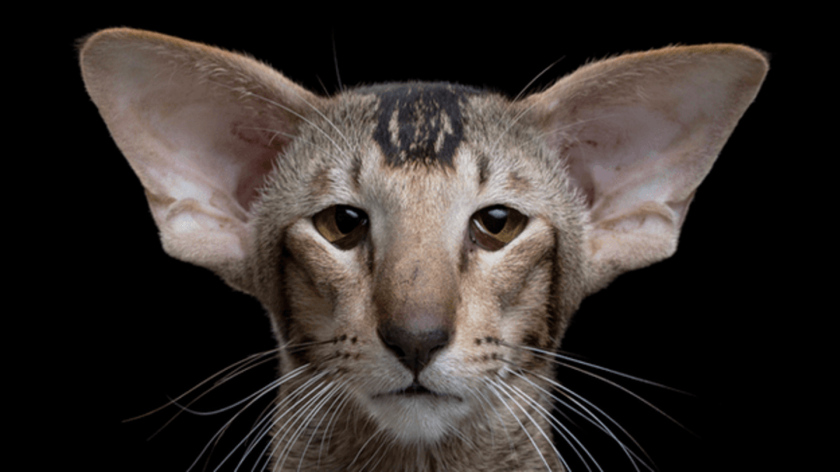 Ориентальная кошка экстремальная