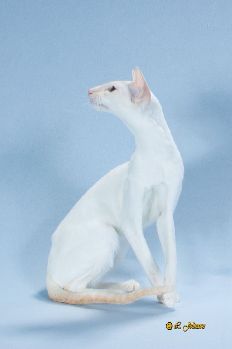 Белый ориентальный кот