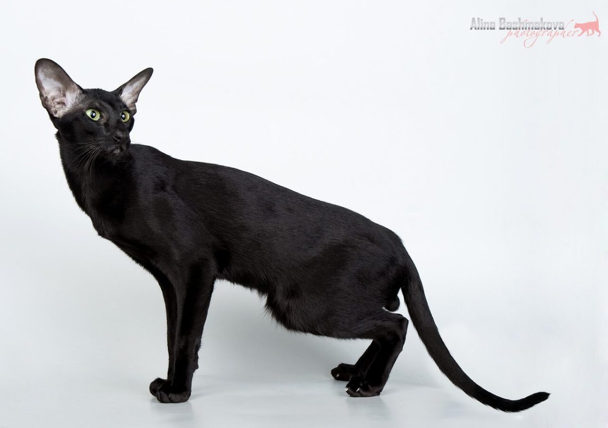 Ориентал эбони