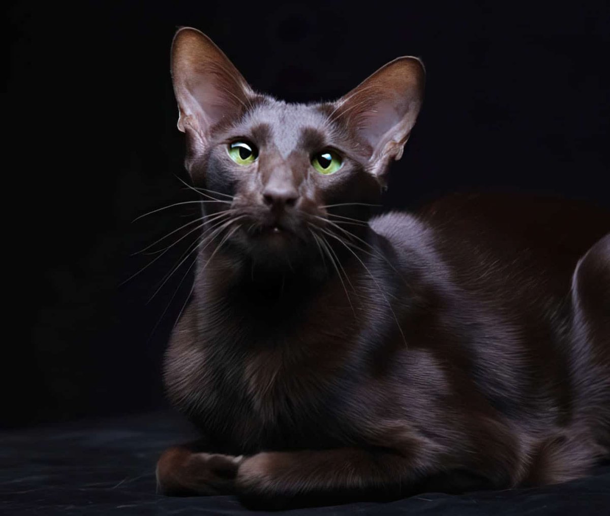 Порода Гавана Браун