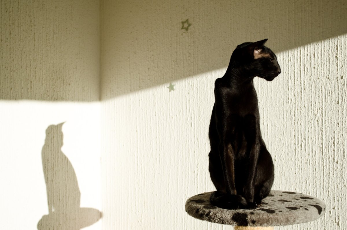 Черный кот сидит