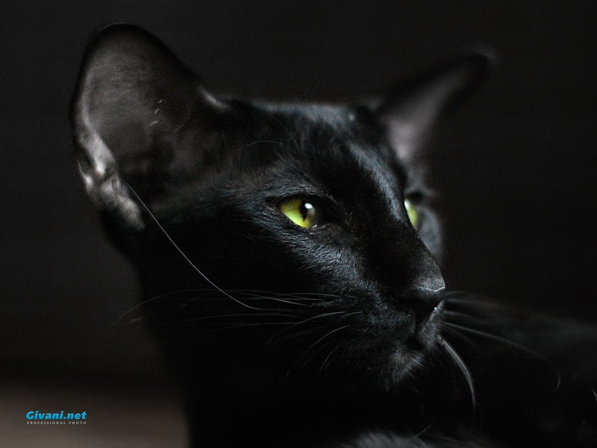 Черный ориентальный кот