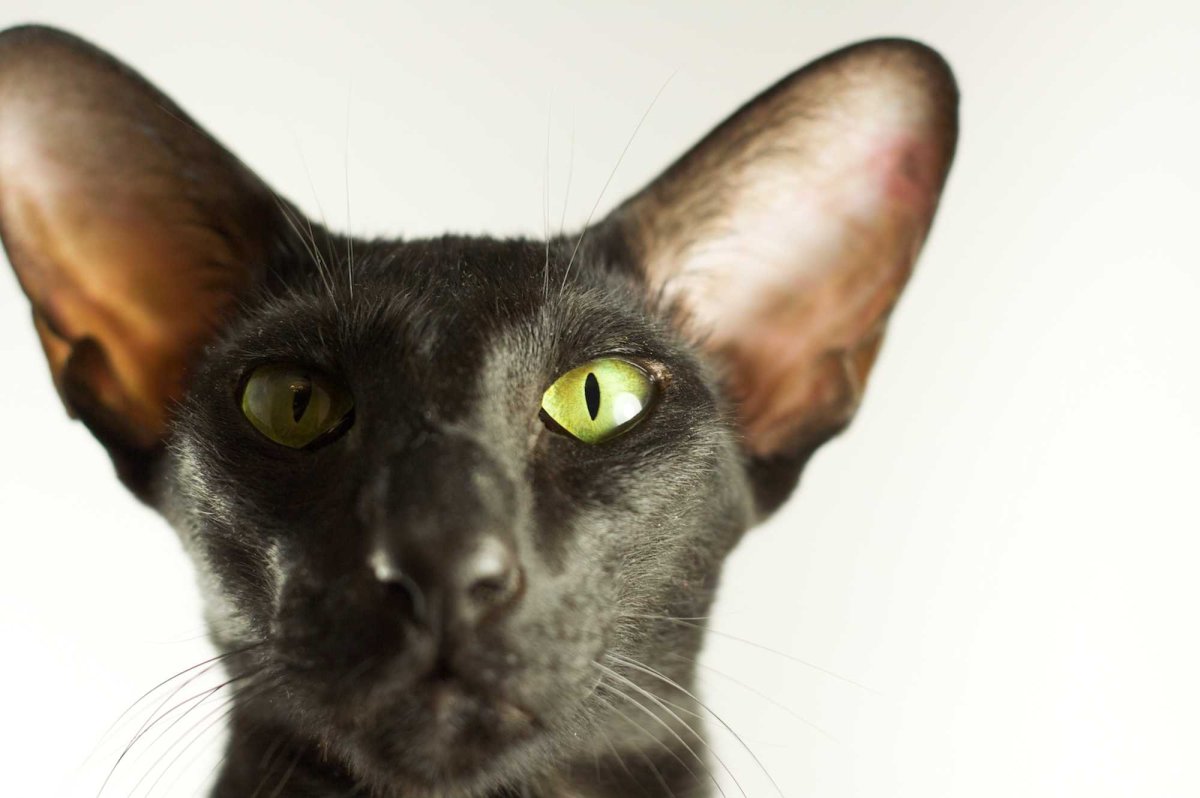 Ориентальная кошка (Ориентал)