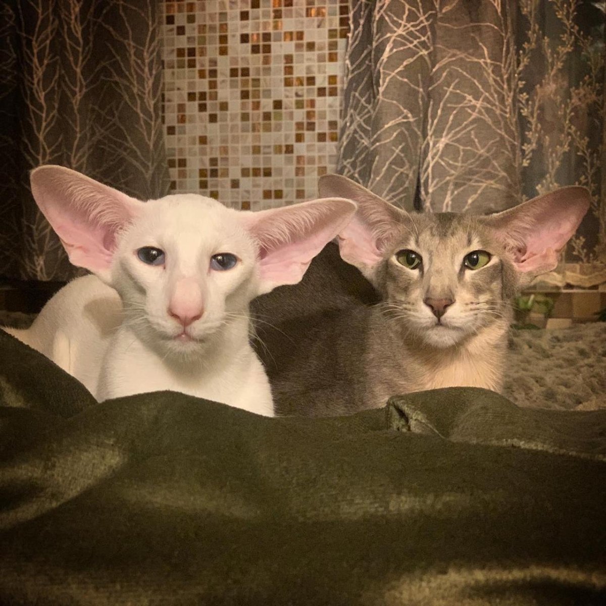 Ориентальная кошка