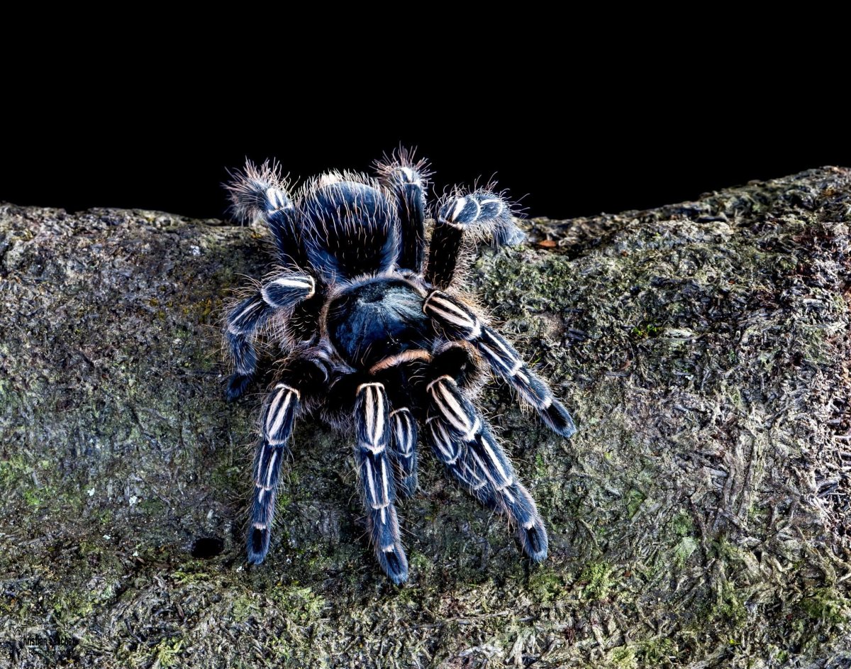 Striped Knee Tarantula