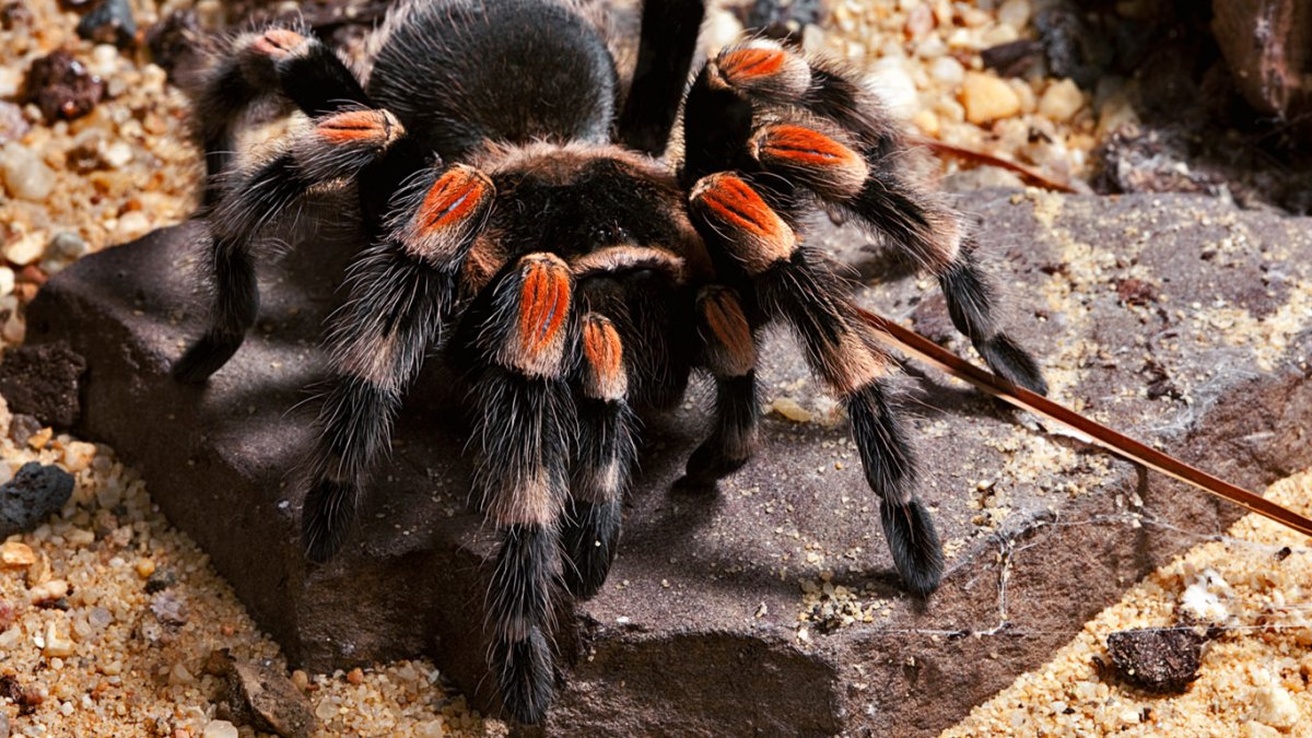 Королевский Тарантул