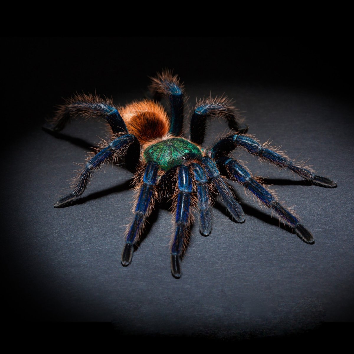 Тарантул Альпийский