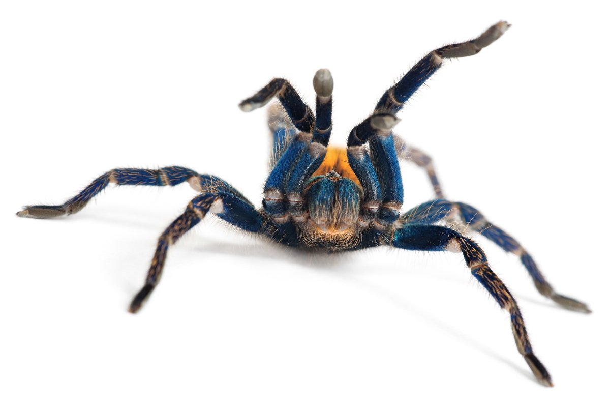 Паук красивый фото на белом фоне