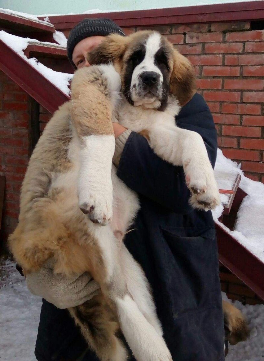 Сенбернар и Московская сторожевая