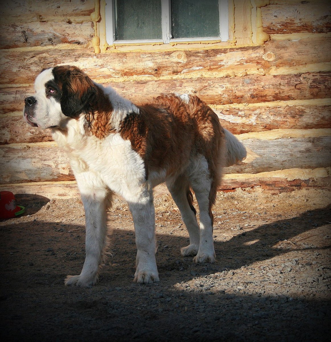 Московская сторожевая и алабай