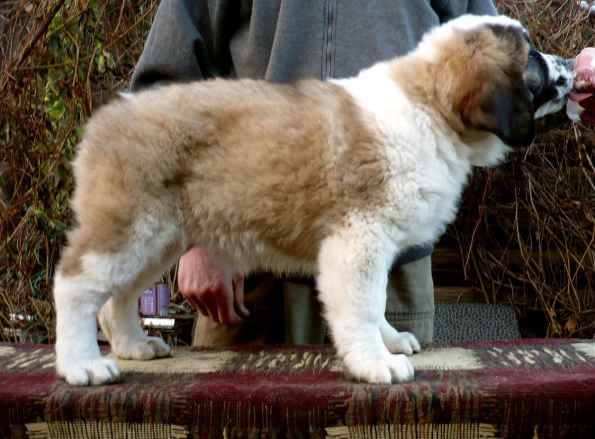 Сенбернар и алабай