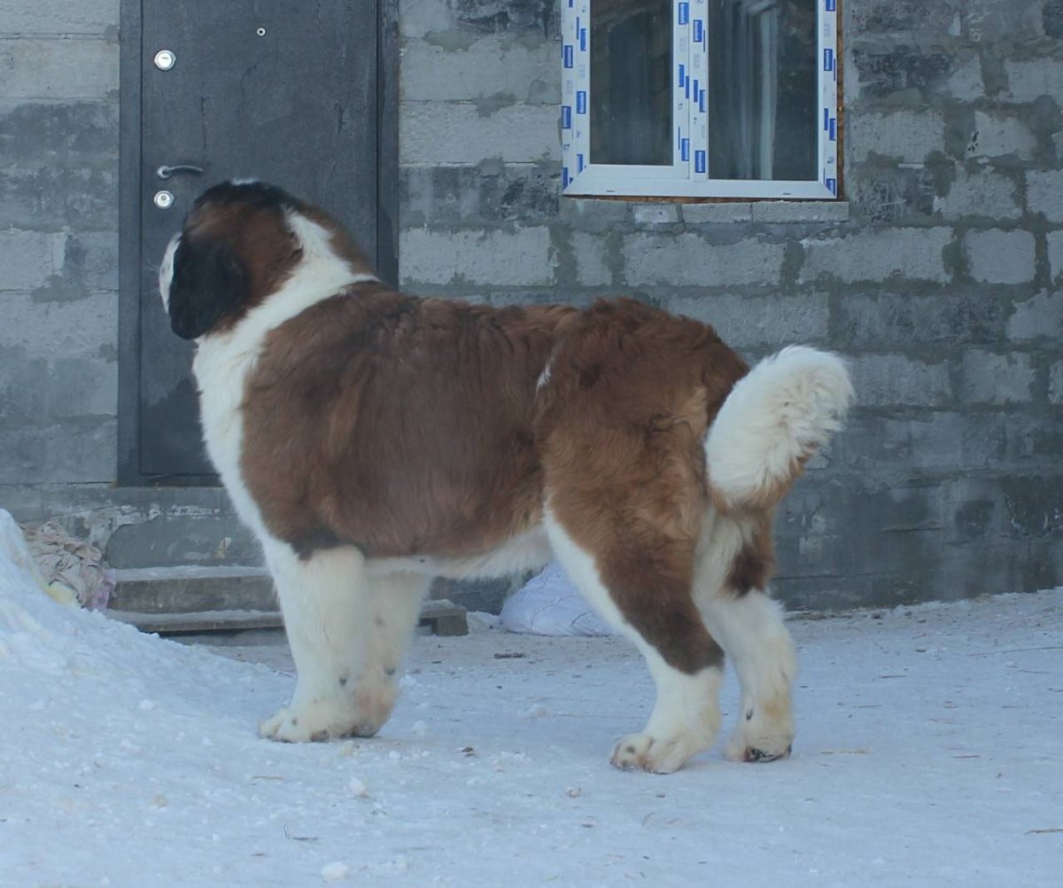 Сенбернар и алабай