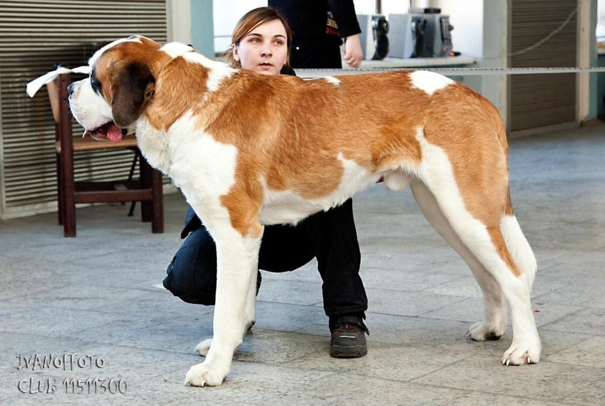 Сенбернар и алабай