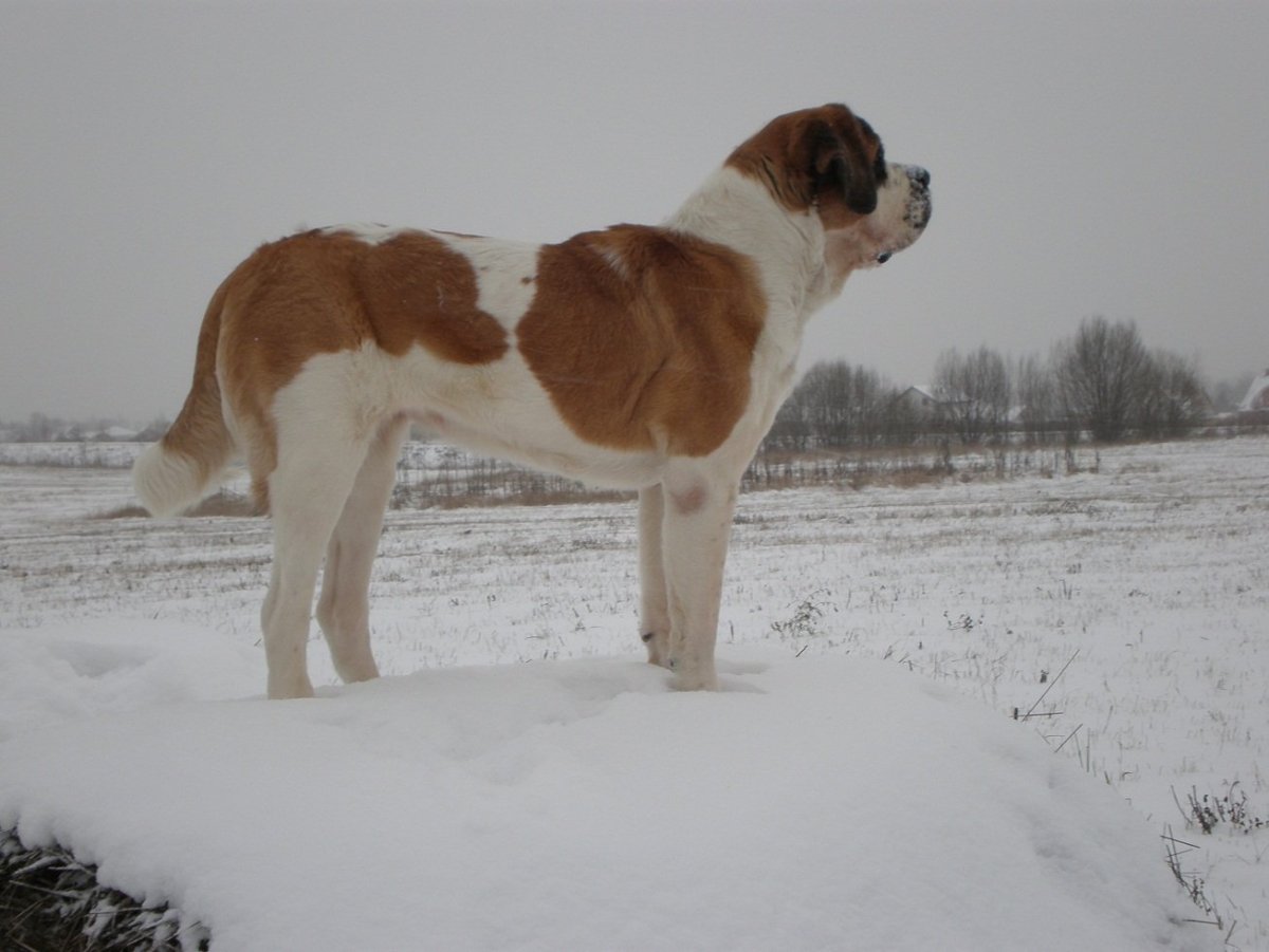 Алабай Корсо Сенбернар