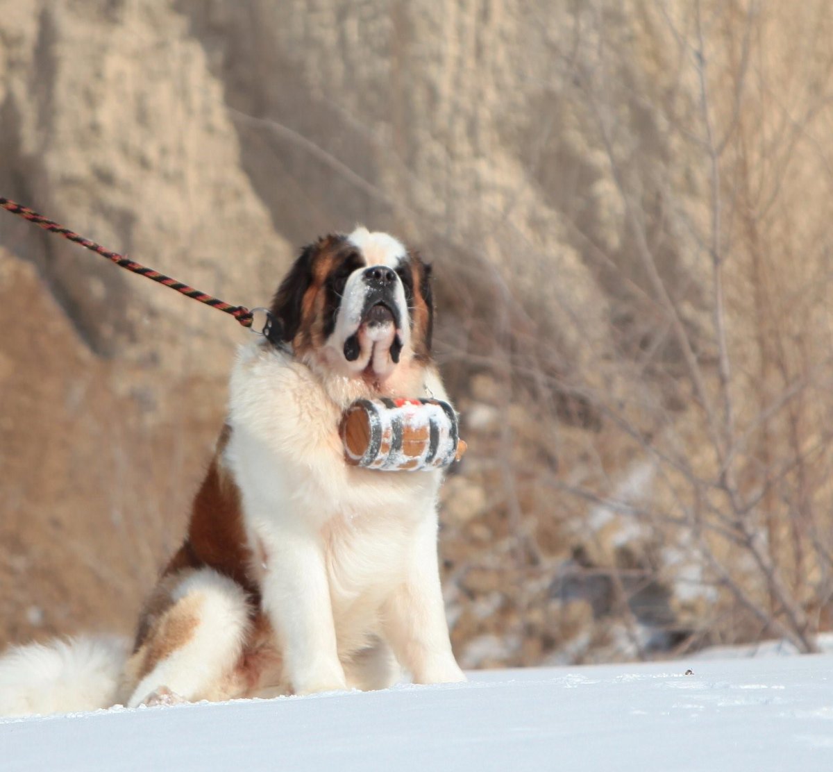 Сенбернар Урса Эль Винтаж