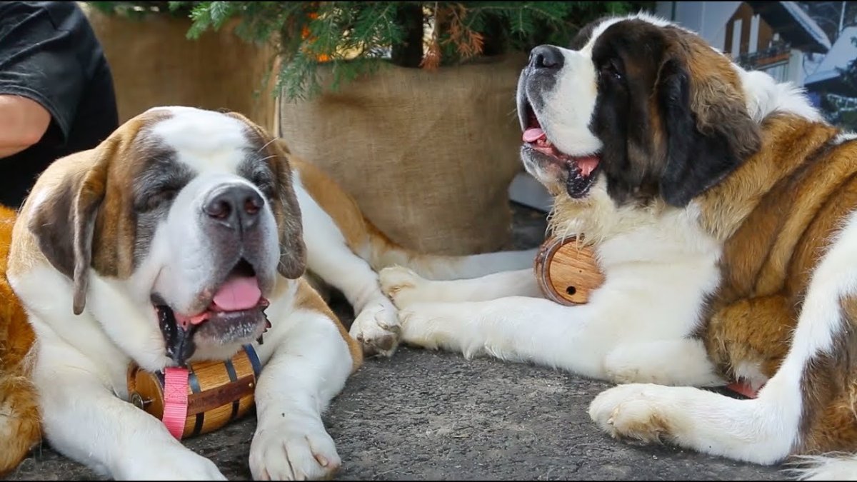 Сенбернар и ретривер