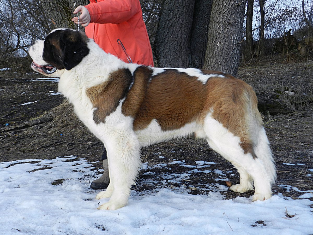 Питомник собак породы Сенбернар DATVE