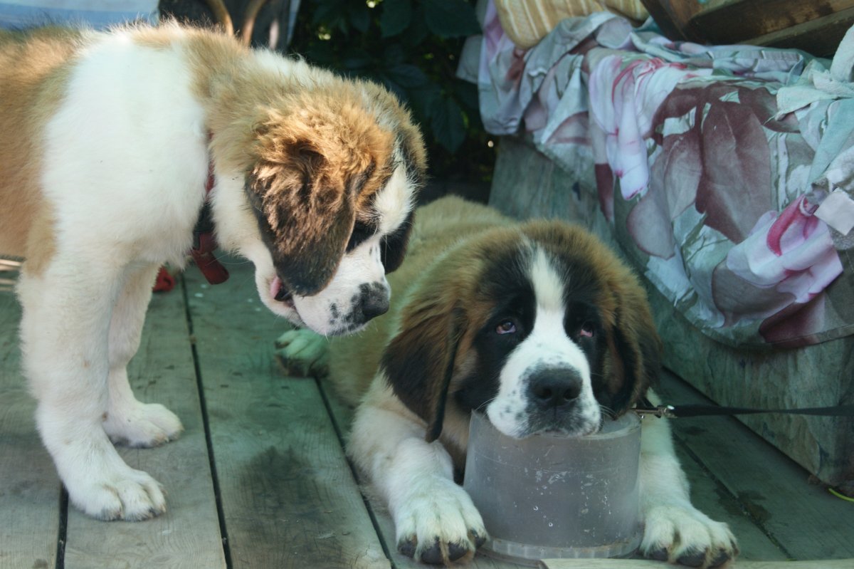 Московская сторожевая и алабай