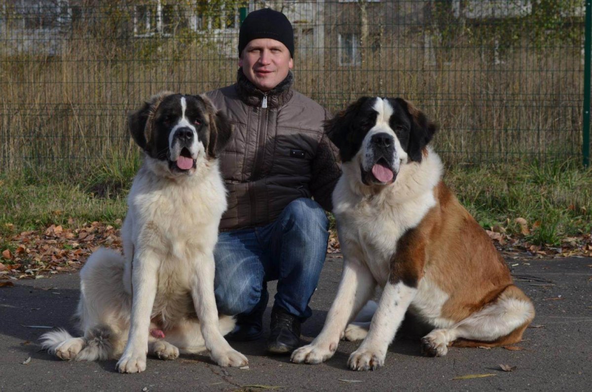 Порода Сенбернар и Московская сторожевая