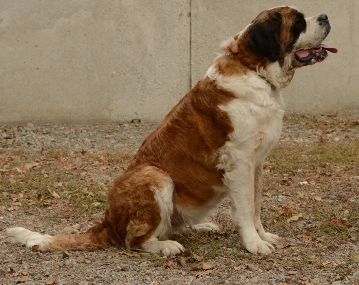 Сенбернар и алабай