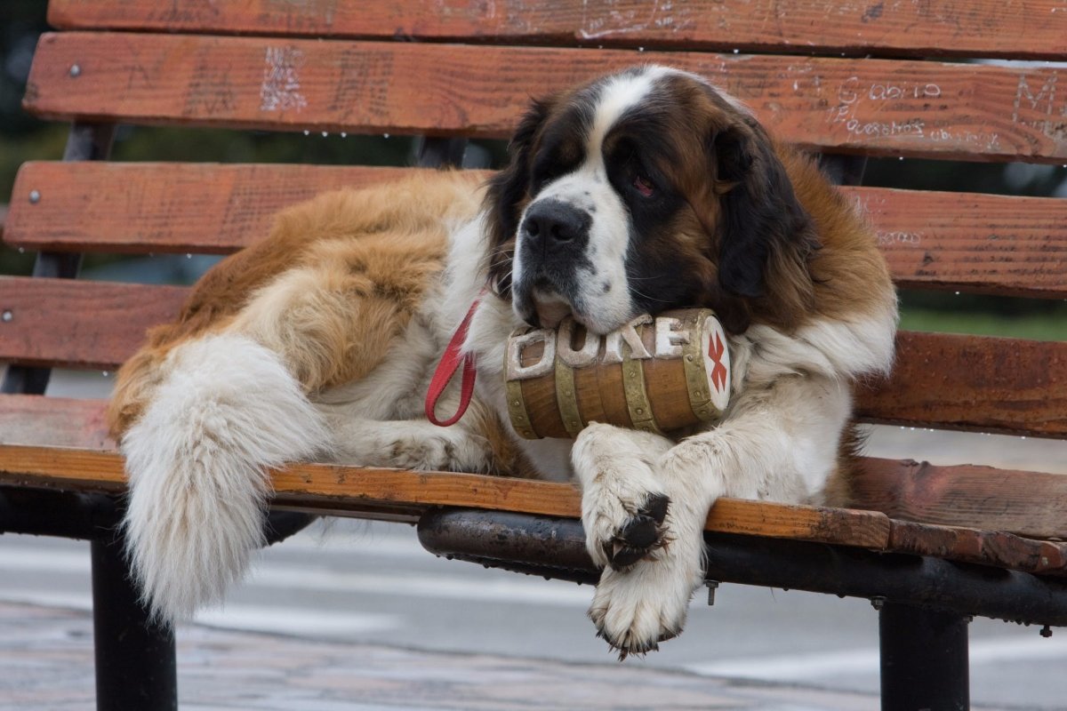 Сенбернар и алабай