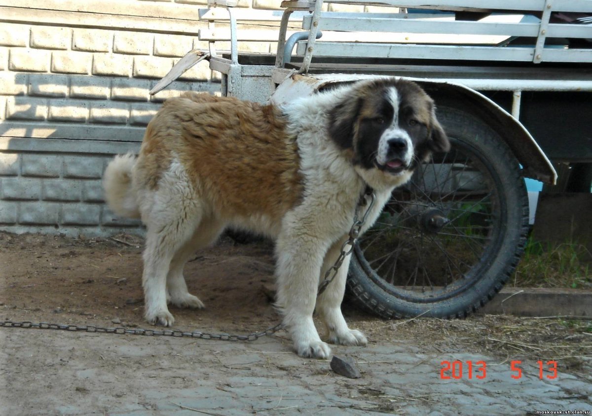 Сенбернар и алабай