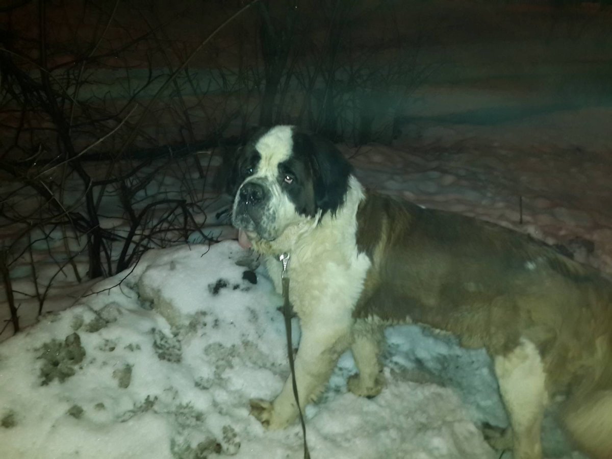 Метис Сенбернар алабай