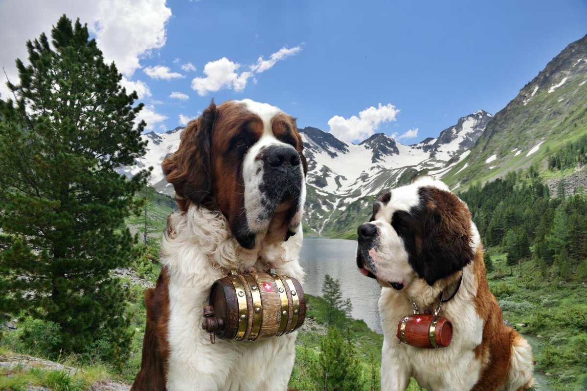 Альпийский Сенбернар