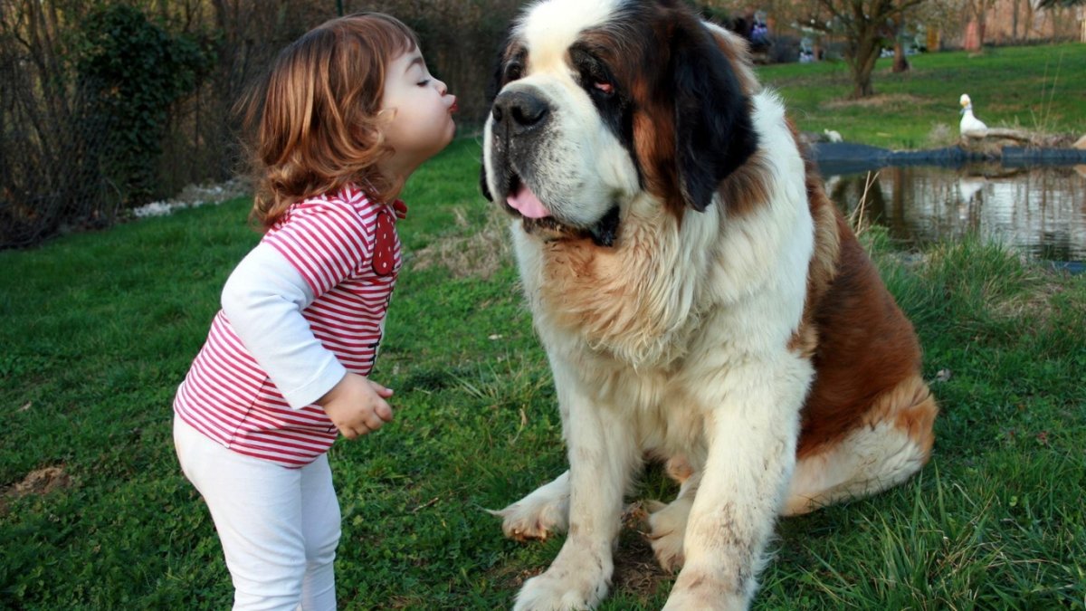 Гигантский Сенбернар