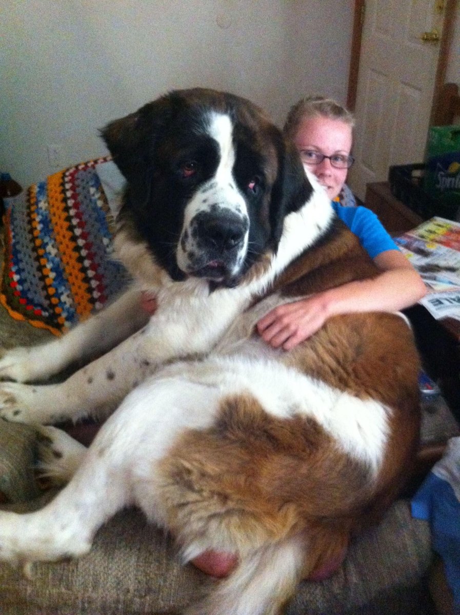 Московская сторожевая и Сенбернар отличия