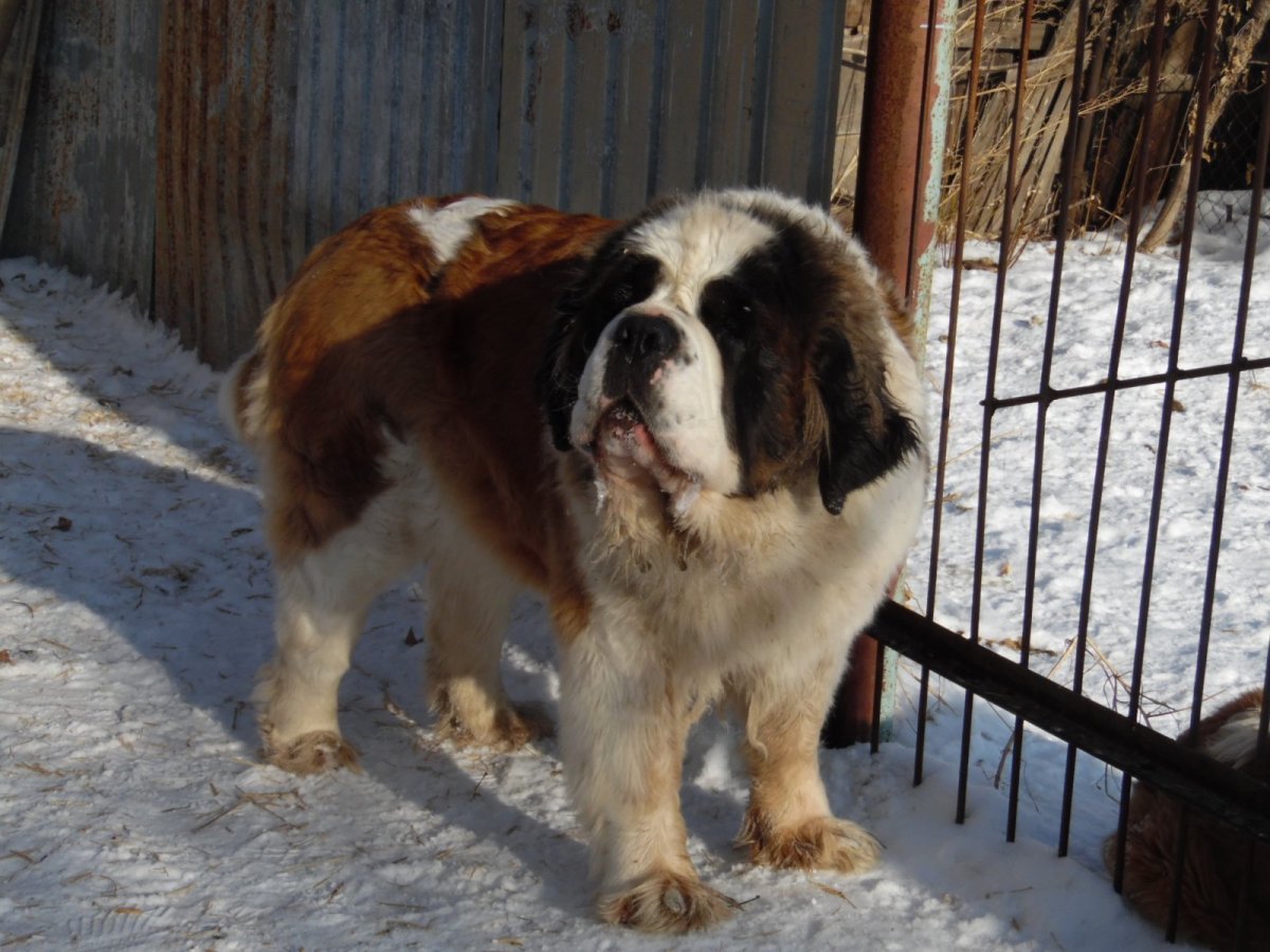 Сенбернар и алабай