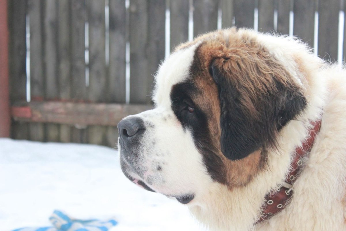 Сенбернар альбинос