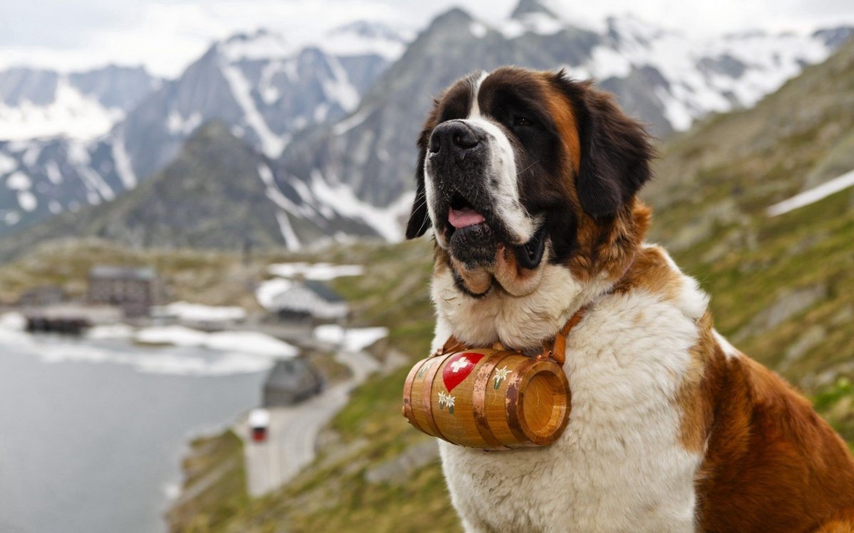 Сенбернар (Saint Bernard)
