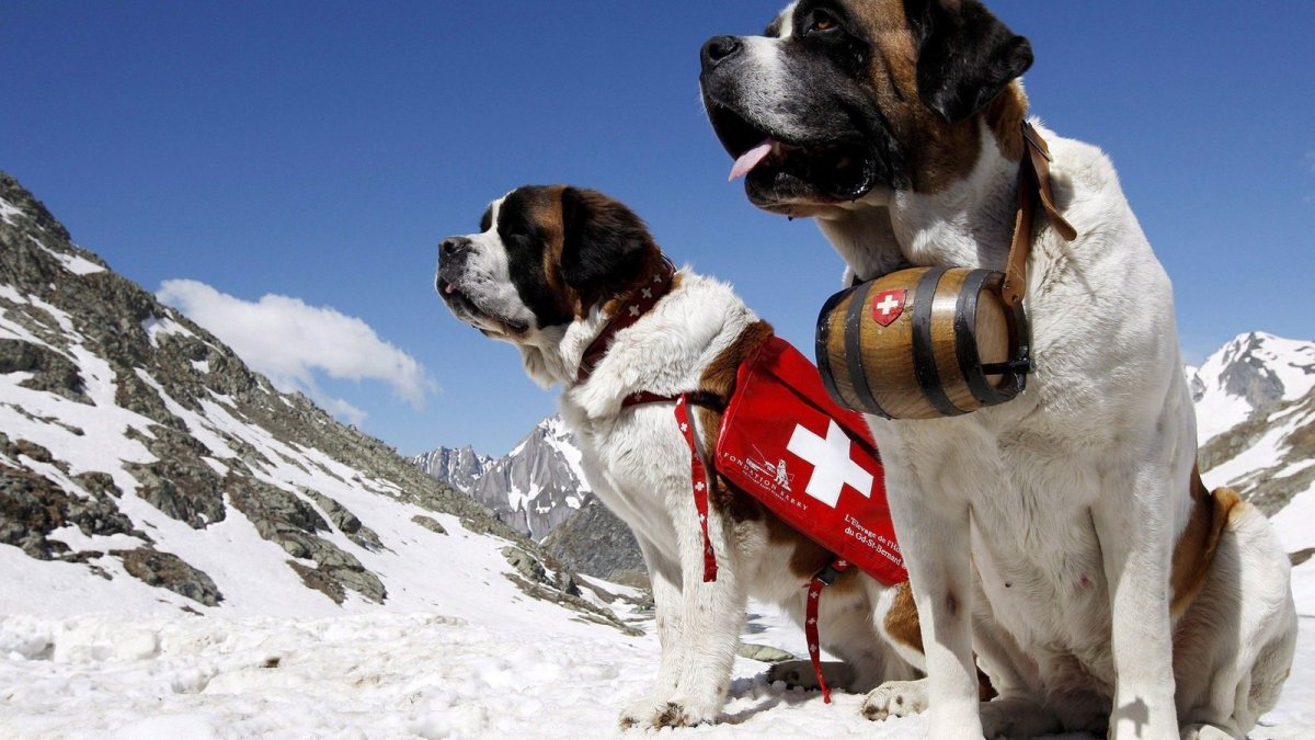 Сенбернар черный