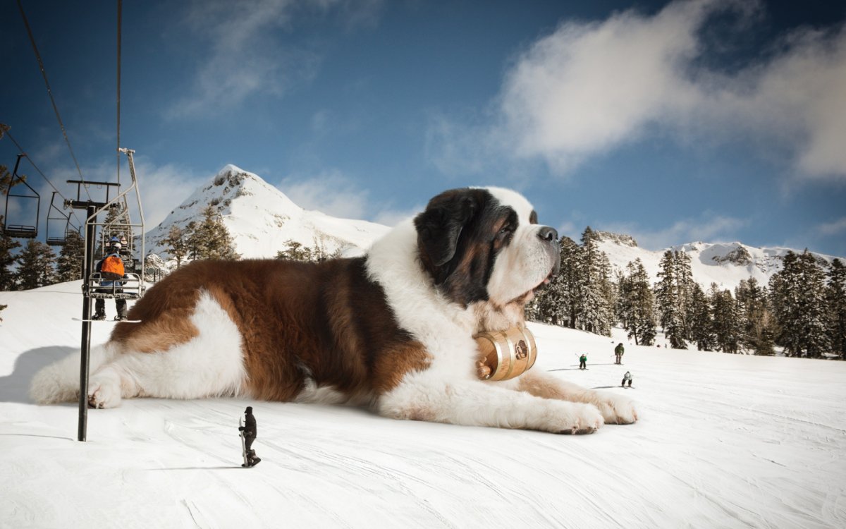 Сенбернар в Альпах