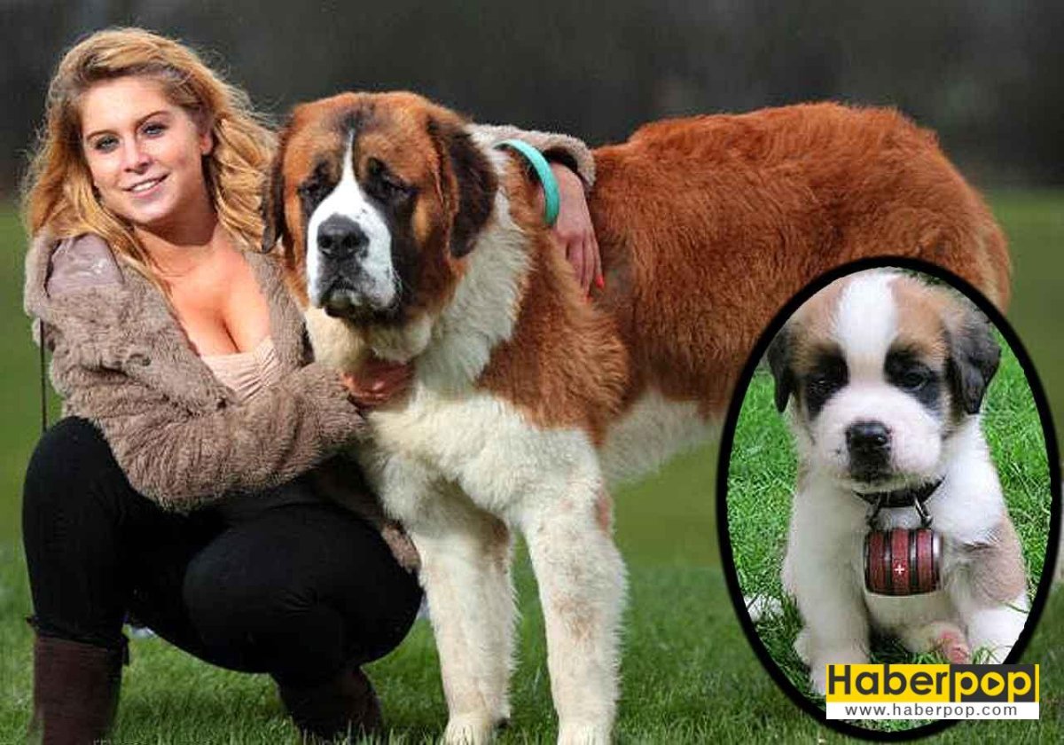 Сенбернар и мастиф