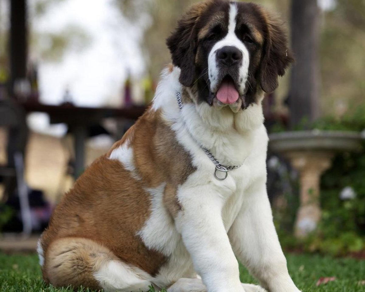 Сенбернар Майкл Бернар