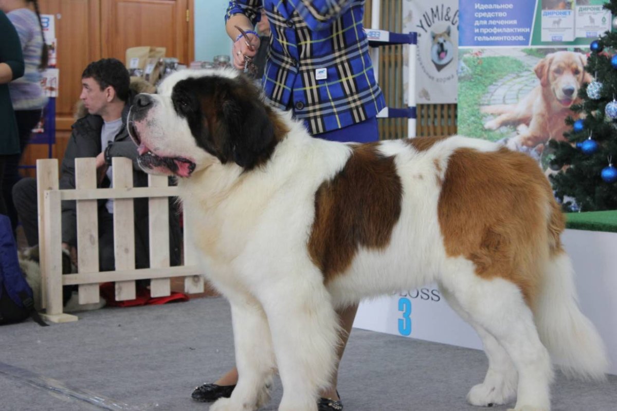 Сенбернар и лабрадор