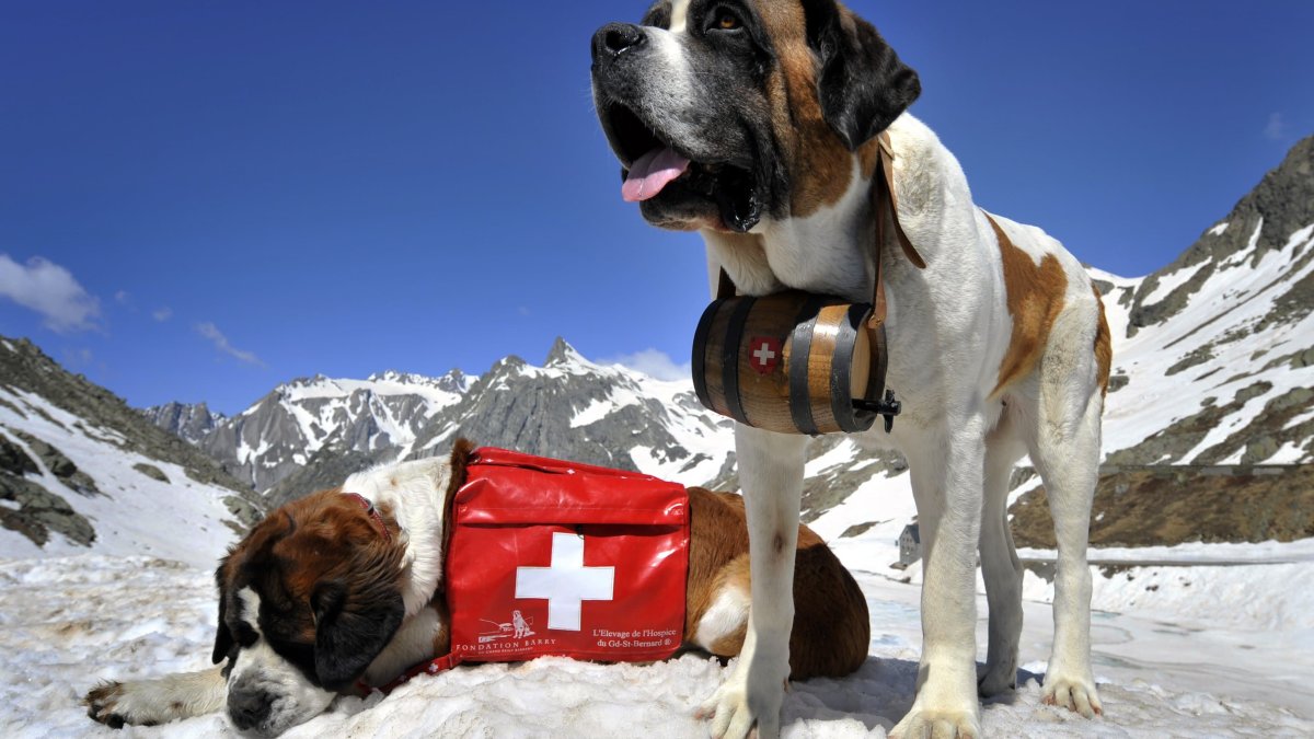 Швейцарский Сенбернар