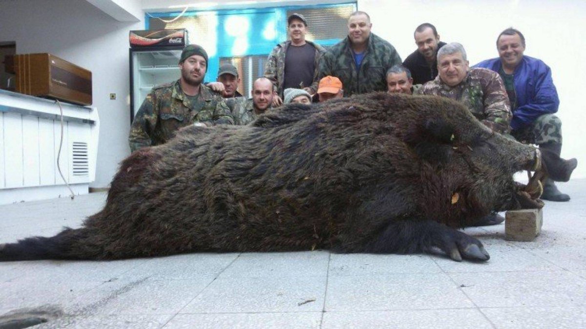 Самый большой кабан секач Вепрь